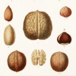 A wide variety of nuts, carefully grown in Monjarama